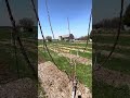 Apricot update, May 4, 2026, zone 5B.