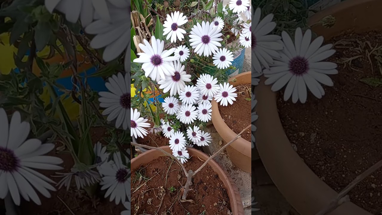 زهور نجمة أفريقيا (ألتمس) ناصر ناصر حديقتي