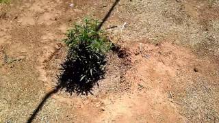 How I grow outdoor cannabis Ep 5