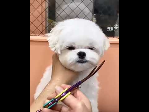 Funny Dog Puppies 😂 🐱 Dog Videos #shortsvideo #viral #shorts