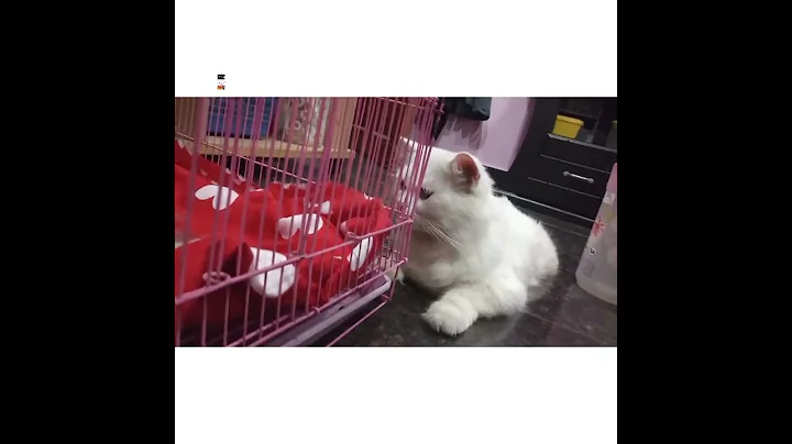 Watch the video about #pyar ke do pal #white persian kittens #white persian cat #cute babies#cutest baby persian kitten,