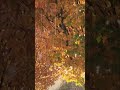힐링 빗소리 뮤직 Healing rain sound, music 백색소음 ASMR | rain sounds