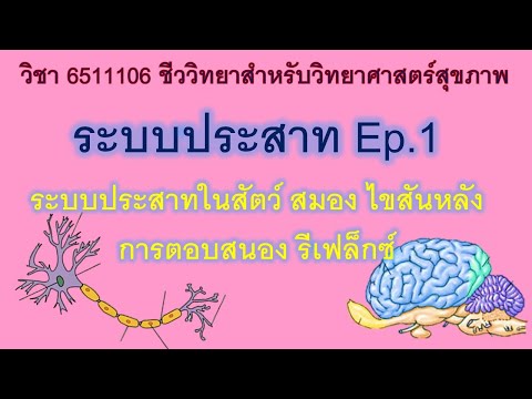 ระบบประสาทและอวัยวะรับความรู้สึก ตอนที่ 1 ระบบประสาทของสัตว์ ส่วนประกอบของระบบประสาท รีเฟล็กซ์