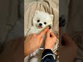 مهما حبيته البوميرينيان مش هيقولك الأسرار دي