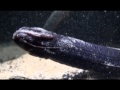 笑う深海魚!?ホテイエソ（沼津港深海水族館） の動画、YouTube動画。
