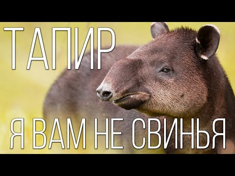 Video: Tapir ist Tieflandtapir