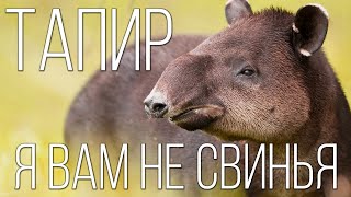 Тапир: Древняя лошадь | Интересные факты про тапиров