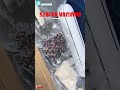 SOLUSI MAKANAN LEBIH AWET DAN TAHAN LAMA #sealer #vacuumsealer #best