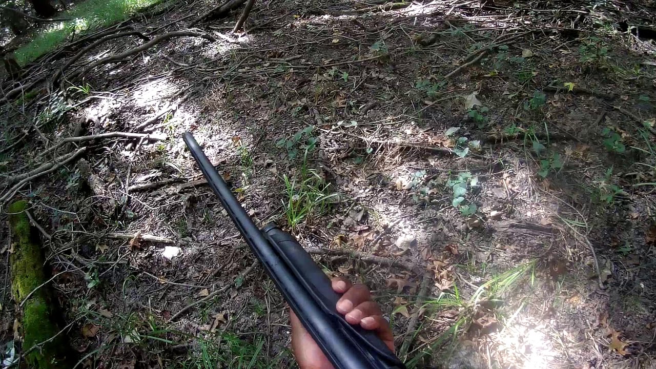 Squirrel Hunting in the of 2019 part 2