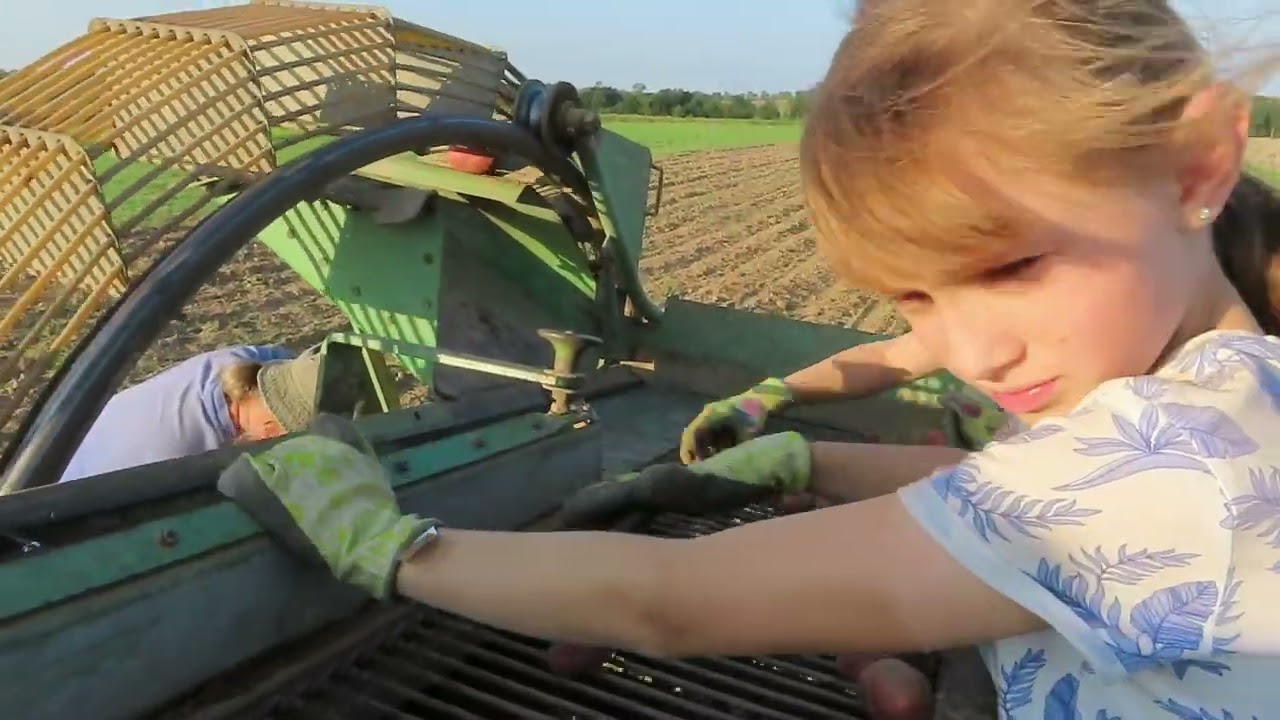 Sklizeň brambor Hagedorn Wisent, Zetor 3011, Zetor 3045