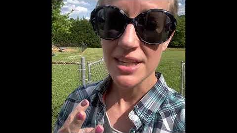 How To Ferment Chicken Scratch / TWO INGREDIENTS / 3 easy steps / Fermented Feed In 2 days