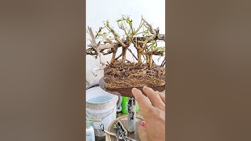 đã gl.ms 709 gl ae cây nguyệt quế rừng lá nhỏ lủa thép rất đẹp giá 350k.ae vừa ý LH 0836602738.huy