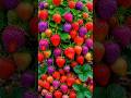 Easy and fast techniques to grow and propagate strawberry plants #garden #fruits #diy