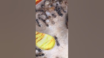 Under the microscope, ants seem like tiny robots on a mission.