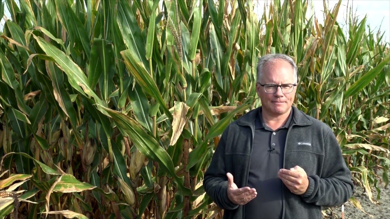 La cannibalisation des tiges du maïs à l'automne: comment l'évaluer et que faire?