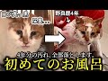 野良歴4年、全身ボロボロで臭かった猫を初めてお風呂に入れました。【保護猫】
