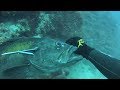 Ψαροντούφεκο με ΜΕΓΑΛΗ ΣΤΗΡΑ - Spearfishing big Goldblotch Grouper