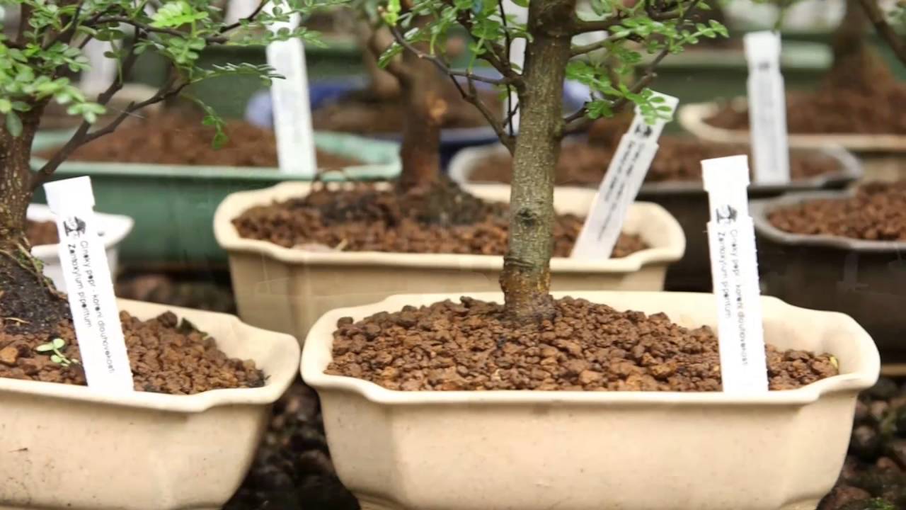 Fertilizing with Bonsai Master part four YouTube
