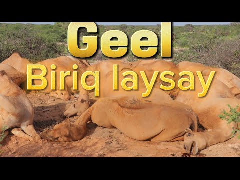 Geel Danab Ama Biriq Ku Dishay Mudug