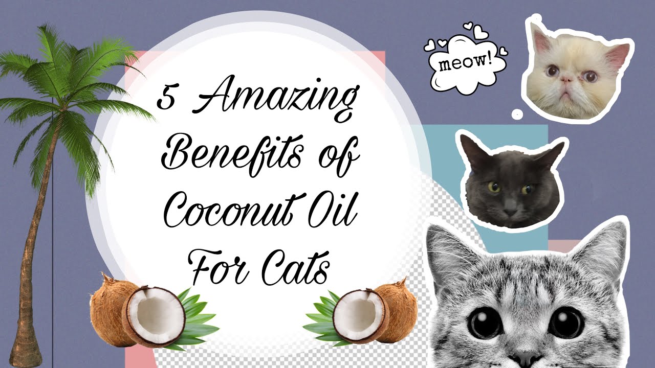 COCONUT OIL FOR CATS - YouTube