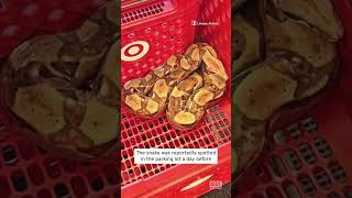 Massive Snake Reportedly Found in Target Shopping Cart #shorts