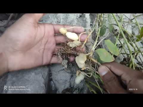 ভিডিও: গ্রীক বাদাম পাই কীভাবে তৈরি করবেন