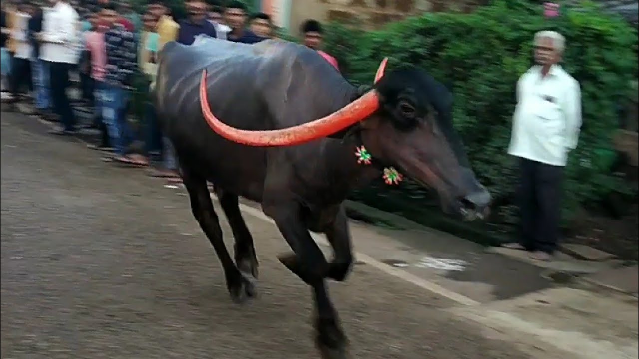 || Pandharpuri Buffalo Super Running in Race ||