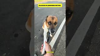 GOLDZERA ADORA PASSEAR DE MANHA #funny #shorts #youtubeshorts  #viral #comedy #dogs #foryou