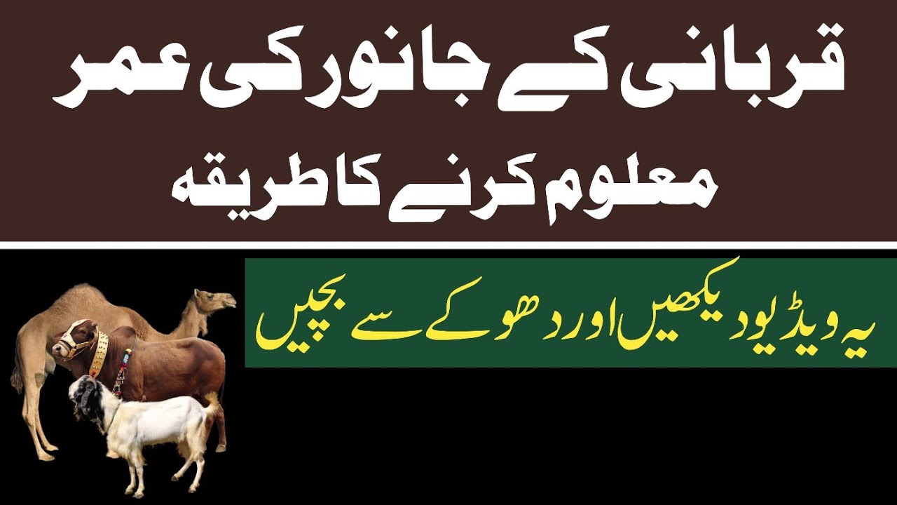 how-to-check-age-of-animals-for-qurbnai