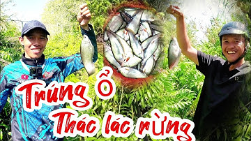 Câu cá thác lác rừng U Minh || Đụng ngay bầy giật liên tục ( tập 138) @huukhuynhkiengiang