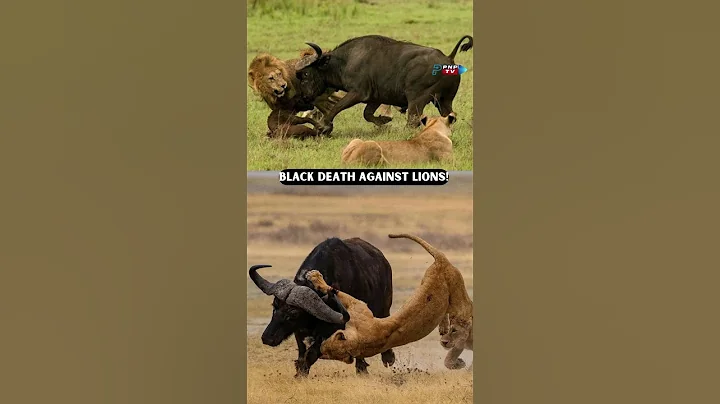 When Buffalo Show Lions Who's The Boss! #Predators #buffalo #lions #attack #wild #shorts