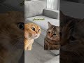 متقلقش كله بيروح مع الوقت لايك  