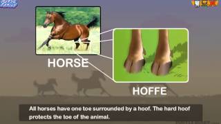 Every Type of Horse in the Horse Family!  *Animal Science for Kids*