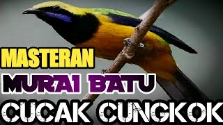 MASTERAN MURAI BATU || CUCAK CUNGKOK GACOR ADA JEDA 1 MENIT
