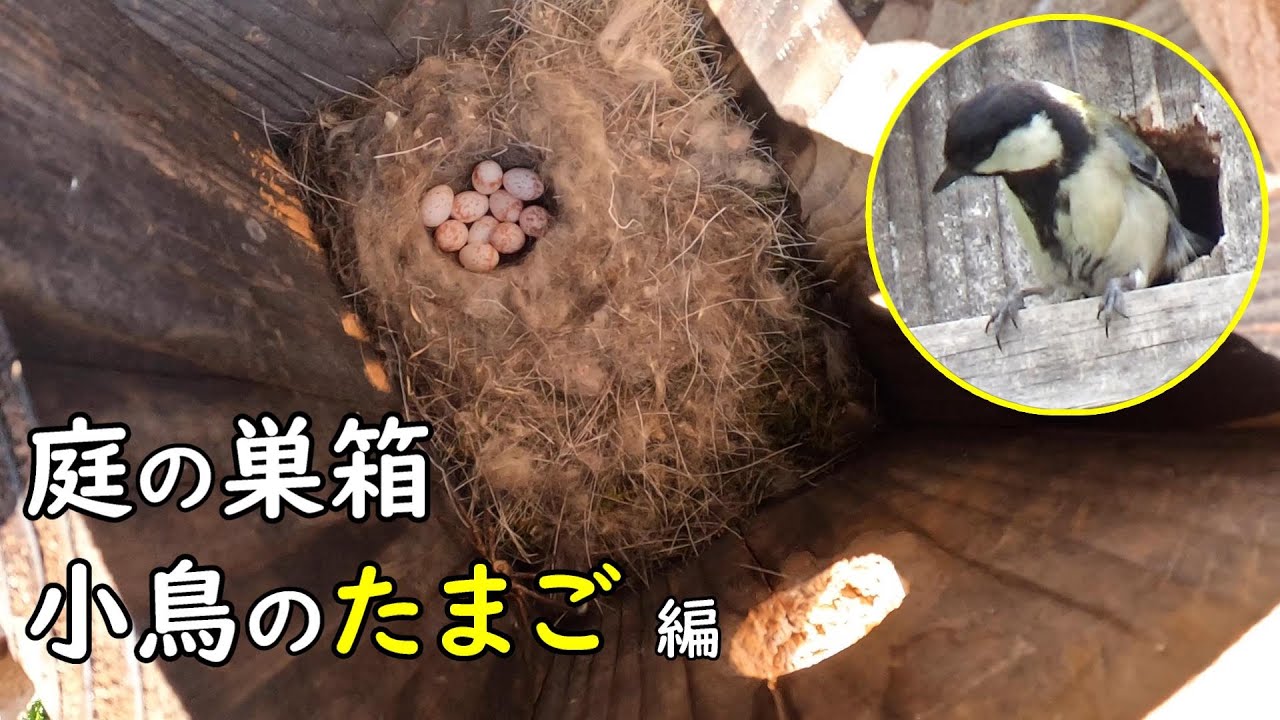庭の巣箱、シジュウカラのたまご編【古民家で田舎暮らし】 - YouTube 庭の巣箱、シジュウカラのたまご編【古民家で田舎暮らし】 - YouTube