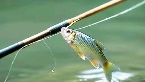 "Strike Bertubi-tubi: Umpan Sawit, Mancing Wader di Sungai yang Memukau!"