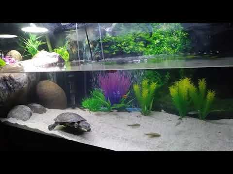 Video: African Sideneck Turtle - Pelusios Castaneus Reptile Breed Hypoalergenic, Health And Life Span