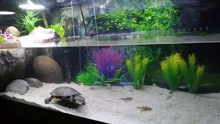 African sideneck turtle setup