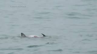 Shark feeds on dolphin off coast of La Jolla