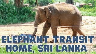 Baby Elephant Orphanage! Elephant Transit Home, Sri Lanka 🇱🇰 Udawalawa Day Trip!