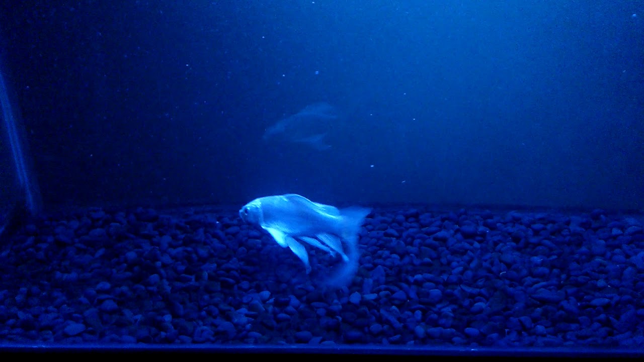 Ikan Koi Kumpay Platinum - YouTube