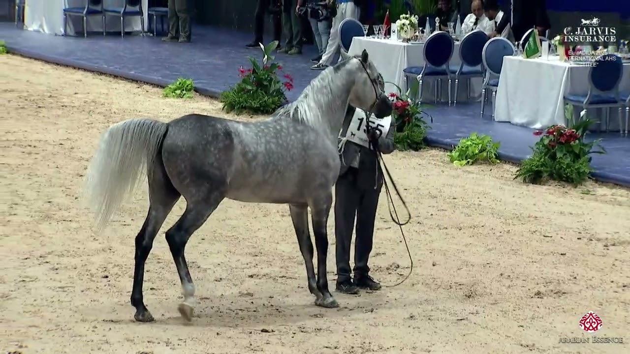 N 155 LOHENBERG HADIL El Jadida 2025 International AHS Title
