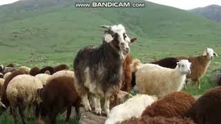 Yari̇m Senden Ayrilali...ertan Karacan...