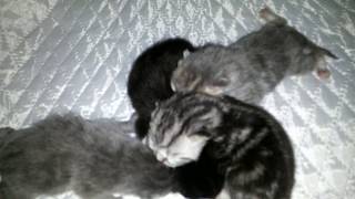 Новорожденные котята. Первый день жизни. Мама скоттиш страйт, папа скоттиш фолд Новорожденные котята. Первый день жизни. Мама скоттиш страйт, папа скоттиш фолд