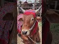 95 Lakh ka Bell too much Expensive #expensivecow #expensivebell