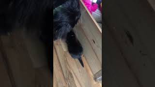 NEWFOUNDLAND PUPPIES 2 WEEKS OLD