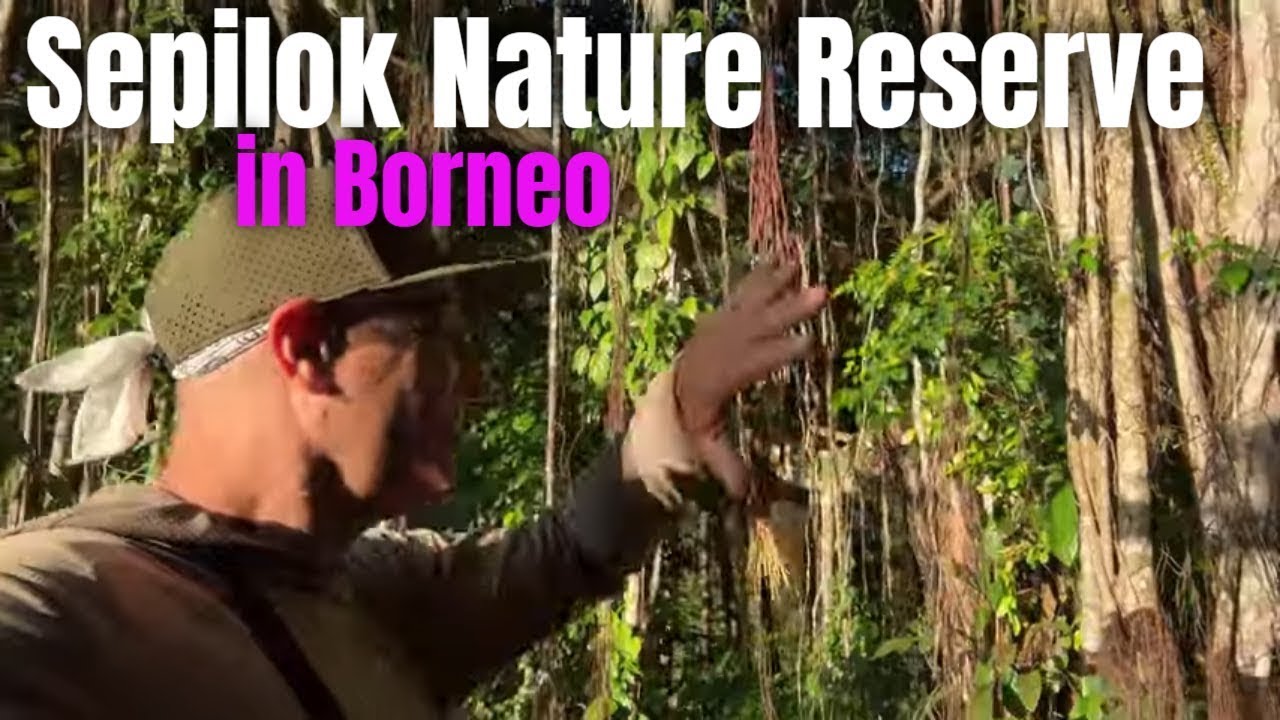 I Didn’t Think Places Like This Still Existed | Sepilok Nature Reserve in Borneo