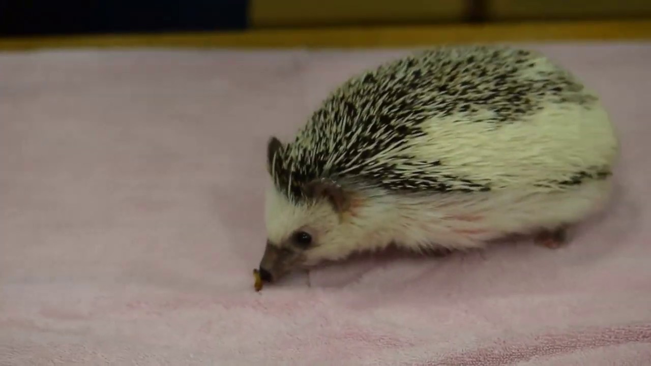Animal Ambassador African Pygmy Hedgehog YouTube