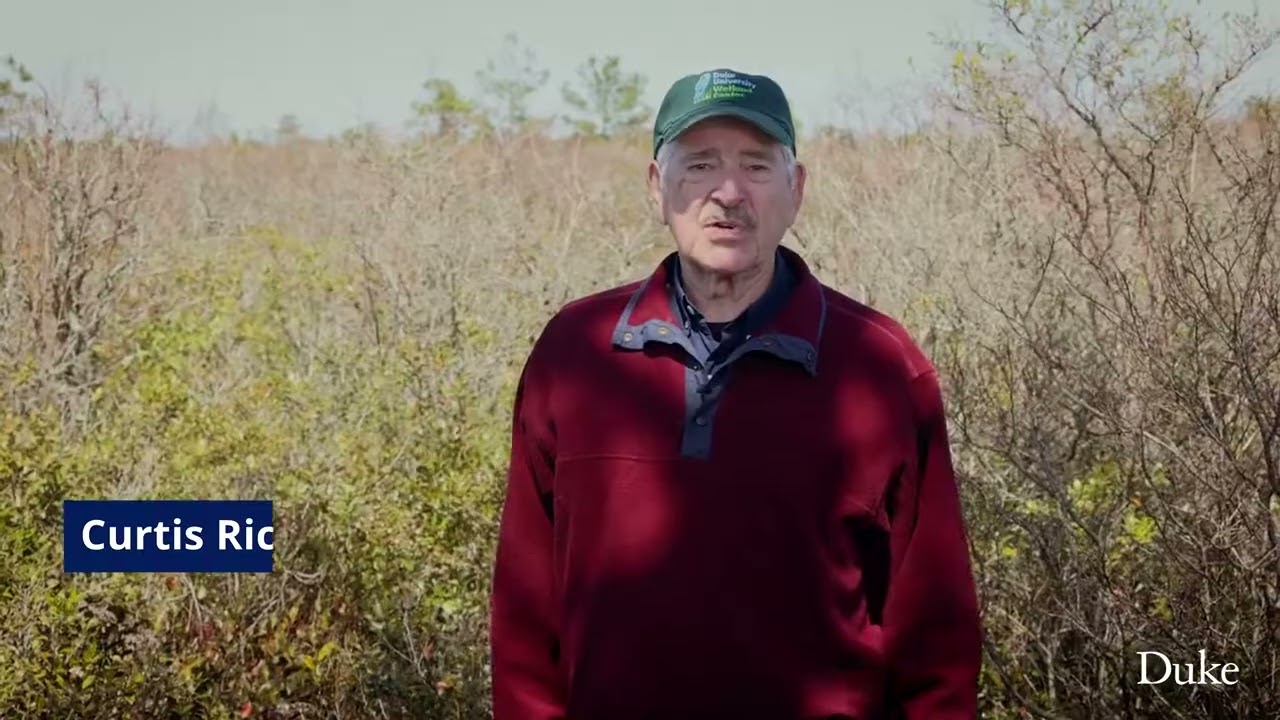 What is Pocosin Peat?