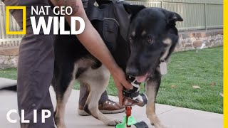 A Puppy Gets Fitted For Prosthetics | Wizard of Paws